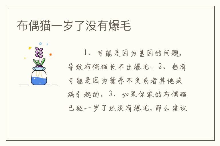 布偶猫一岁了没有爆毛