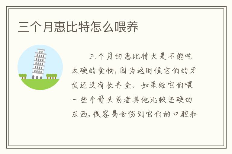 三个月惠比特怎么喂养