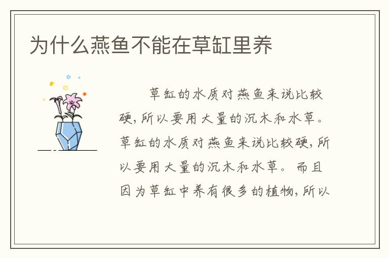 为什么燕鱼不能在草缸里养
