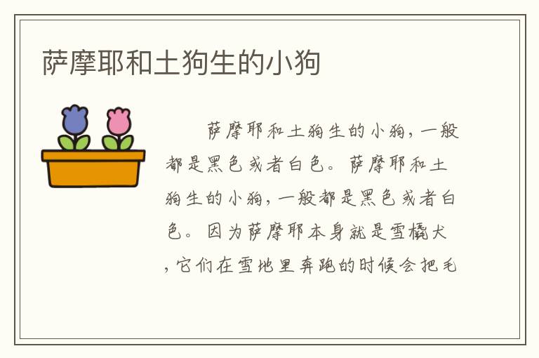 萨摩耶和土狗生的小狗