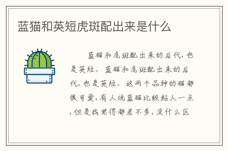 蓝猫和英短虎斑配出来是什么