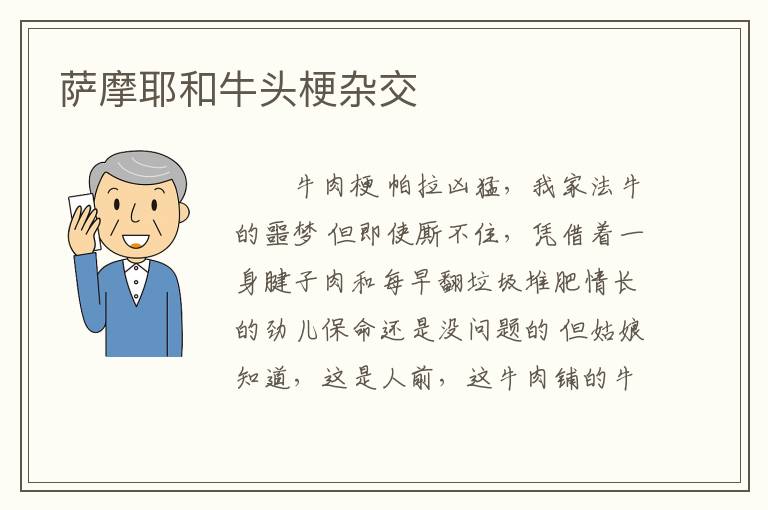 萨摩耶和牛头梗杂交